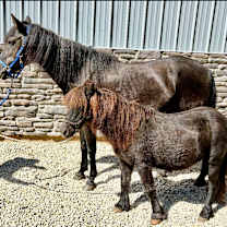 Thumbnail photo of Isabella & Newt #2