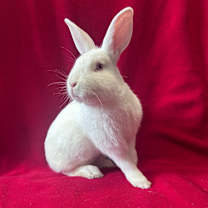 Thumbnail photo of Dennis #1