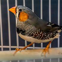 Thumbnail photo of Tommy #1