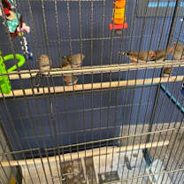 Thumbnail photo of Tommy #2