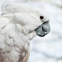 Thumbnail photo of Lucy #1