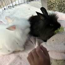 Thumbnail photo of BeBe and Jetta #4