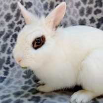 Thumbnail photo of Mr. Zing #2