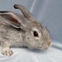 Thumbnail photo of Willie Bunson #1