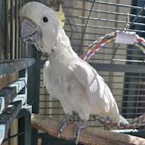 Thumbnail photo of Willie #2