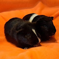 Thumbnail photo of Salem and Raven #1