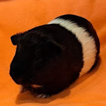 Thumbnail photo of Salem and Raven #2