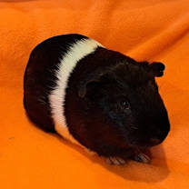 Thumbnail photo of Salem and Raven #3