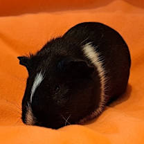 Thumbnail photo of Salem and Raven #4