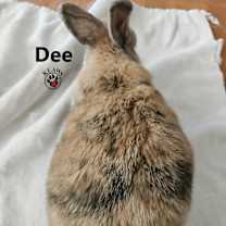 Thumbnail photo of Dee #2