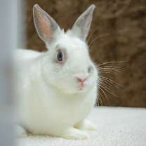 Thumbnail photo of Argyle #1