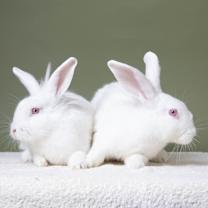 Thumbnail photo of Cora #4