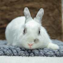 Thumbnail photo of Argyle #3