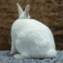 Thumbnail photo of Argyle #4