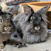 Thumbnail photo of Banjo (Bonded to Fiddle) #2