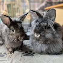 Thumbnail photo of Banjo (Bonded to Fiddle) #3