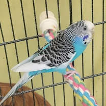 Thumbnail photo of Boyd & Floyd #2