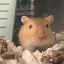 Thumbnail photo of Joey #2