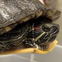 Thumbnail photo of Bert #2