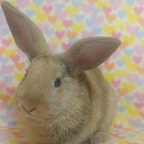 Thumbnail photo of Capers #1