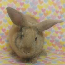 Thumbnail photo of Capers #2