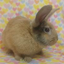 Thumbnail photo of Capers #3