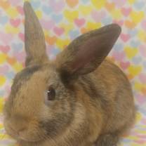 Thumbnail photo of Caraway #2