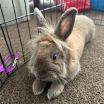 Thumbnail photo of Hershey Kiss #1