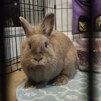 Thumbnail photo of Hershey Kiss #2