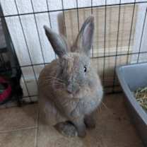 Thumbnail photo of Hershey Kiss #3