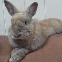 Thumbnail photo of Hershey Kiss #4