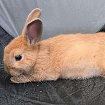 Thumbnail photo of ARCANINE #1