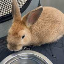 Thumbnail photo of ARCANINE #2