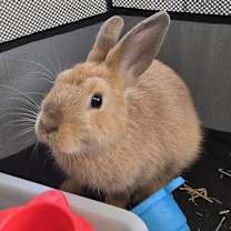 Thumbnail photo of ARCANINE #3