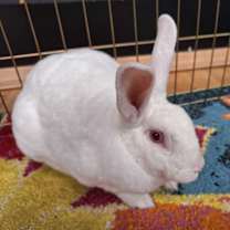 Thumbnail photo of BOLT #3