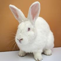 Thumbnail photo of Queen #1