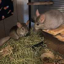 Thumbnail photo of Eve & Cookie BONDED #1