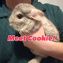 Thumbnail photo of Eve & Cookie BONDED #4