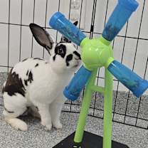 Thumbnail photo of Frasier #2