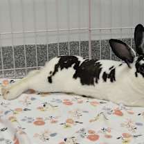 Thumbnail photo of Frasier #3