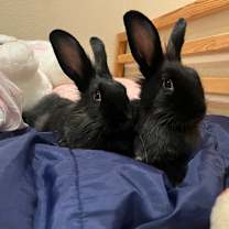 Thumbnail photo of Lyle #4