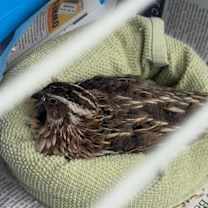 Thumbnail photo of Harry #3