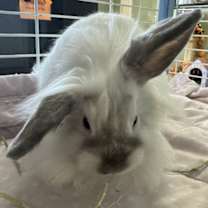 Thumbnail photo of Tippy #3