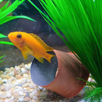 Thumbnail photo of Maramlade #1