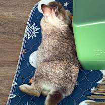 Thumbnail photo of Acorn #2