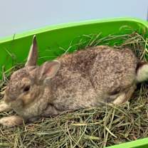 Thumbnail photo of Acorn #3