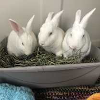 Thumbnail photo of Sarah #3