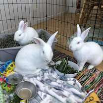 Thumbnail photo of Winifred #4