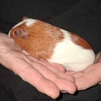 Thumbnail photo of Tanner #1