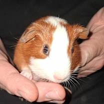 Thumbnail photo of Tanner #2